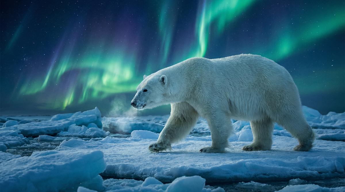 在线看片北极熊视频